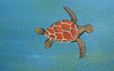 Skyler’s Sea Turtle